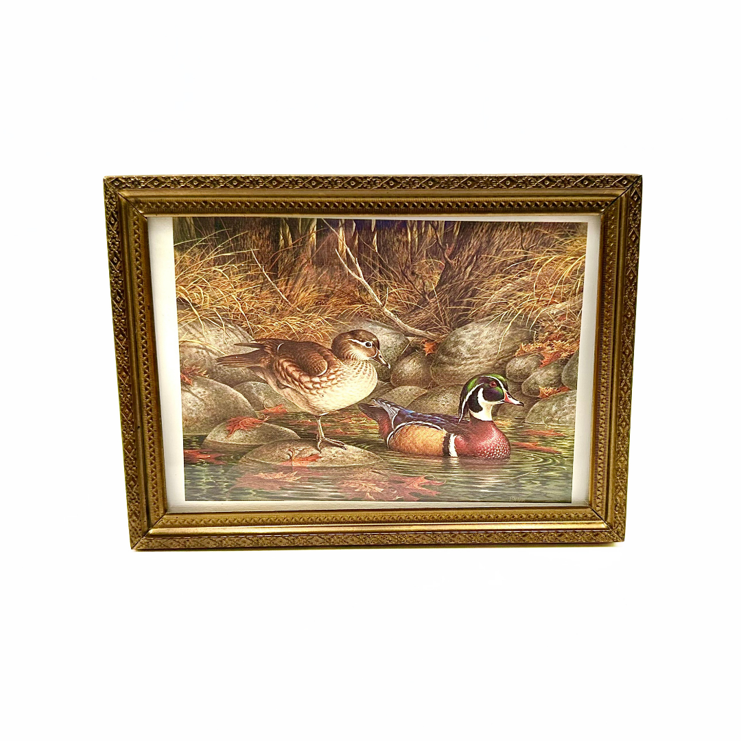 John Wilson Fall Plumage Wood Ducks Wildlife Art Print