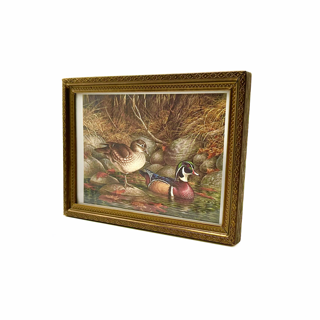 John Wilson Fall Plumage Wood Ducks Wildlife Art Print